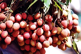 চিত্র:Litchi.jpg