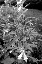 চিত্র:Sesame.jpg
