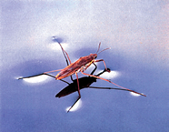 চিত্র:Waterstrider.jpg