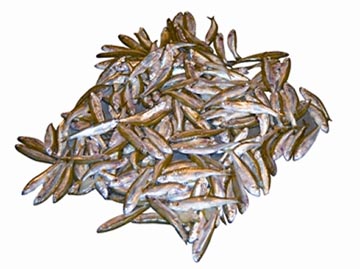 চিত্র:MolaFish.jpg