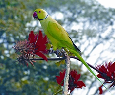 চিত্র:ParakeetRoseRingedMale.jpg