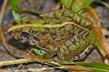 চিত্র:FrogToad2.jpg