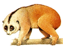 চিত্র:MammalSlowLoris.jpg