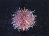 চিত্র:BiodiversitySeaUrchin.jpg