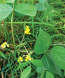 চিত্র:BlacGram(VignaMungo).jpg