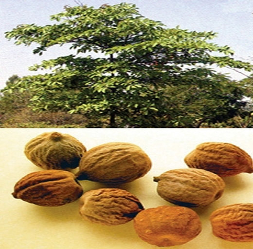 চিত্র:BoheraTerminalia.jpg