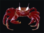 চিত্র:Crab11.jpg