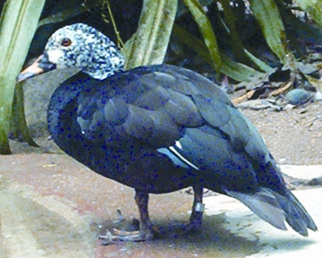 চিত্র:DuckWhite-winged.jpg