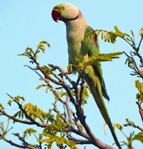 চিত্র:ParakeetAlexandrineParakeet.jpg