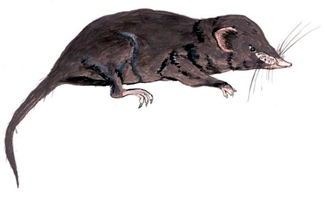 চিত্র:Shrew.jpg