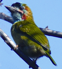 চিত্র:BarbetBlue-eared.jpg