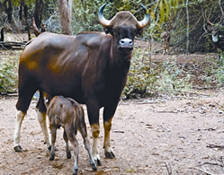 চিত্র:BosGaurus.jpg