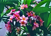 চিত্র:GardenFlowerFrangipani.jpg
