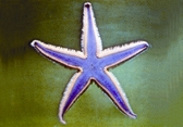 চিত্র:BiodiversitySeaStar.jpg
