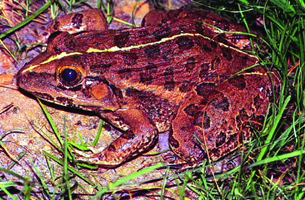 চিত্র:Bullfrog.jpg