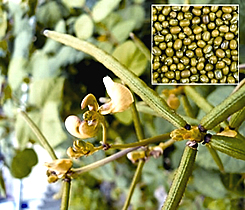 চিত্র:VignaRadiata02.jpg
