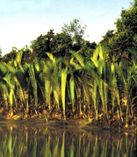 চিত্র:NipaPalm1.jpg