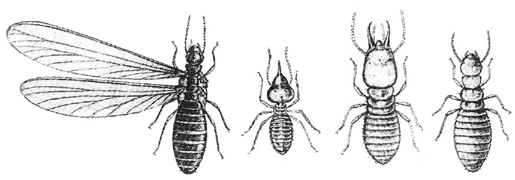 চিত্র:Termite.jpg