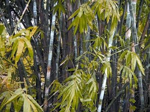 চিত্র:Bamboo.jpg