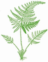 চিত্র:Biodiversity1.jpg