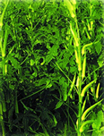 চিত্র:Okra1.jpg
