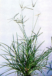 চিত্র:Herb1.jpg