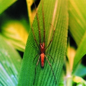 চিত্র:Spider05.jpg