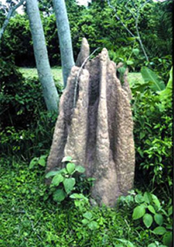 চিত্র:Termite1.jpg