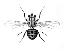 চিত্র:FlyStable.jpg