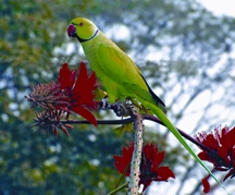 চিত্র:ParakeetRose-ringedParakeet.jpg