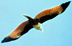 চিত্র:KiteShankhoChill.jpg