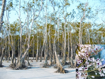 চিত্র:SundriTree.jpg