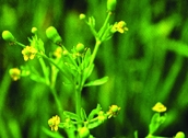চিত্র:WildFlower10Jaldhania.jpg