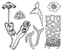 চিত্র:Bryophyte.jpg