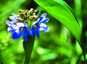 চিত্র:WildFlower09Shola.jpg