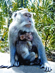 চিত্র:MacacaFascicularis.jpg