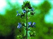 চিত্র:WildFlower05Gobura.jpg