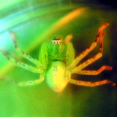 চিত্র:Spider02.jpg