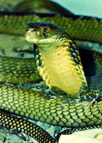 চিত্র:KingCobraReptile.jpg