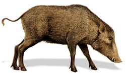 চিত্র:MammalWildBoard.jpg