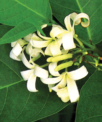চিত্র:Flora4.jpg