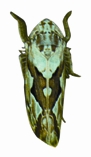 চিত্র:Leafhopper.jpg