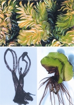 চিত্র:Biodiversity2.jpg