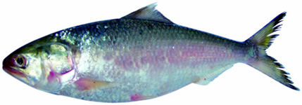 চিত্র:Hilsa.jpg