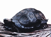চিত্র:BiodiversityReptile.jpg