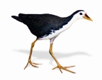 চিত্র:BirdWhitebreastedWaterhen.jpg