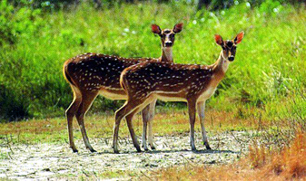 চিত্র:DeerSpotted.jpg