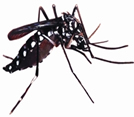 চিত্র:FauanAedesMosquito.jpg