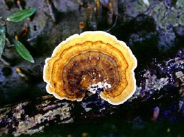 চিত্র:Fungus.jpg