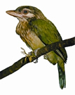 চিত্র:BarbetLargeGreen.jpg